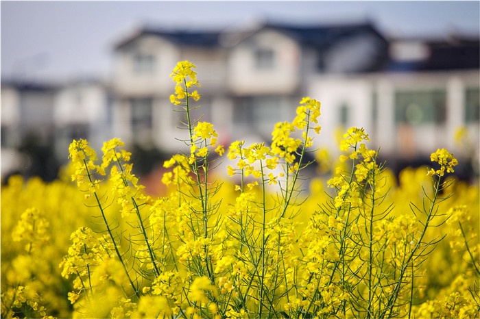 “我的香村音乐盒”的正确打开方式